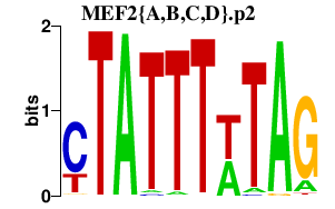 logo of MEF2{A,B,C,D}.p2